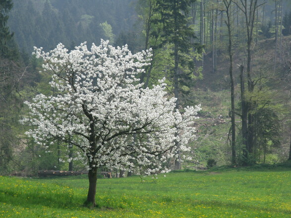 Es ist die Zeit der Blüte