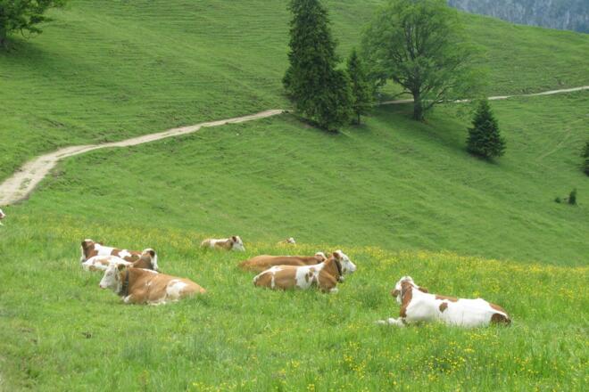 Weg zur Schuhbräualm
