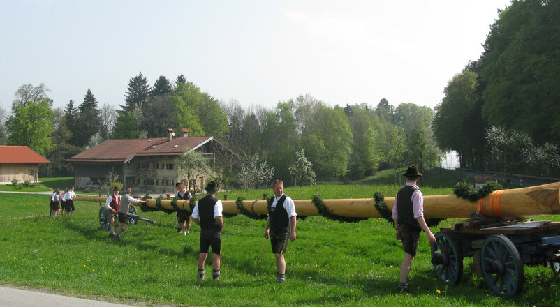 Der Maibaum wird vom Burschenverein zu seinem Aufstellort transportiert