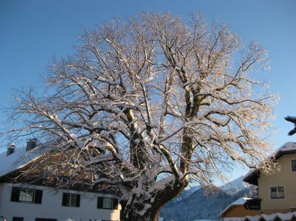 1000-jährige Linde im Winterkleid