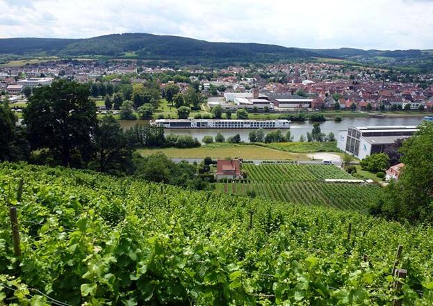 Vom Rotwein Wanderweg hat man stets einen schönen Blick aufs Maintal.