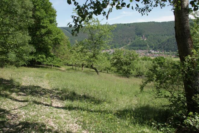 Streuobstwiesen in Kirschfurt