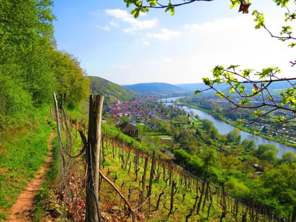 Wanderweg &quot;Schnepfe&quot; Klingenberg, Churfranken