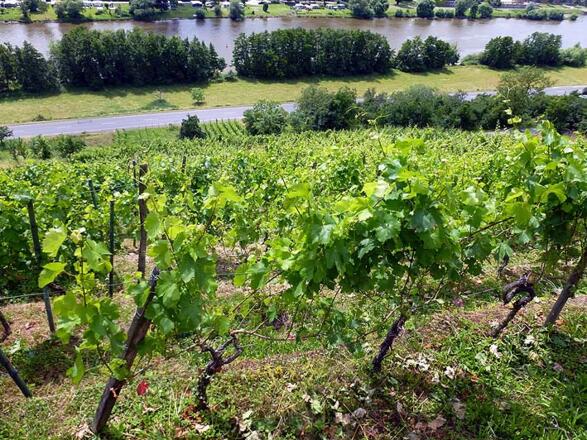 Rebstöcke - meist von roten Traubensorten - sind stete Begleiter des Weges.