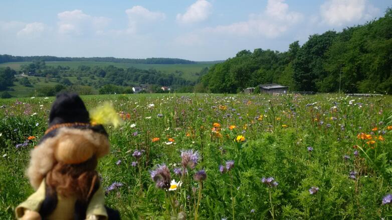 Wandern vorbei an einer wunderschönen Blumenwiese nach Leidersbach