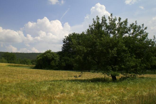 Landschaft zwischen Breitenbrunn und Faulbach