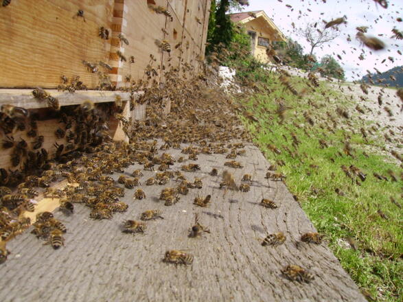 Bienen machen den leckeren Honig