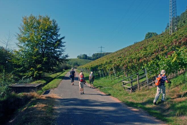 Im Weinberg bei Schippach