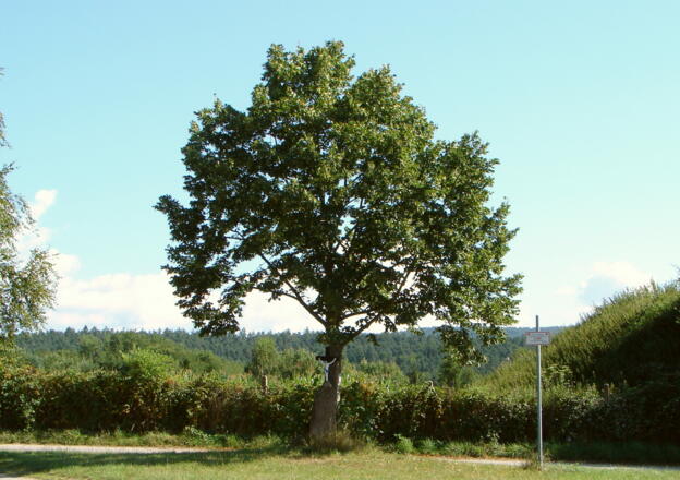 Baum mit Bildstock