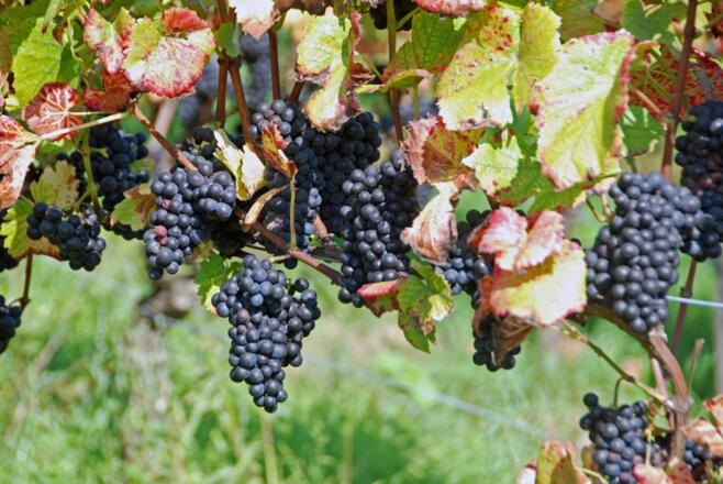 Hier wachsen edle Tropfen