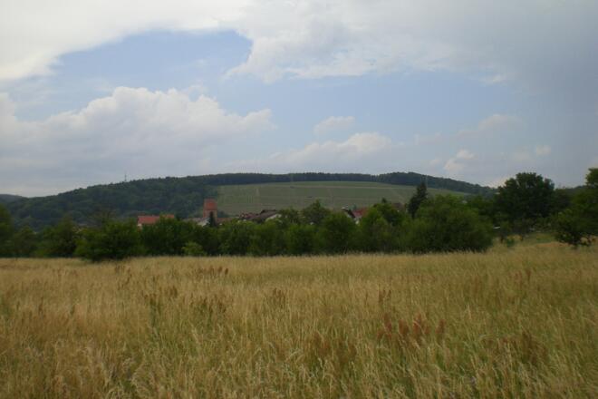 Blick auf den Dorfprozeltener Weinberg