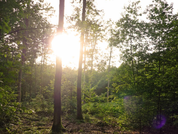 Auf der alten Römerstraße