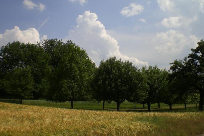 Landschaft zwischen Breitenbrunn und Faulbach