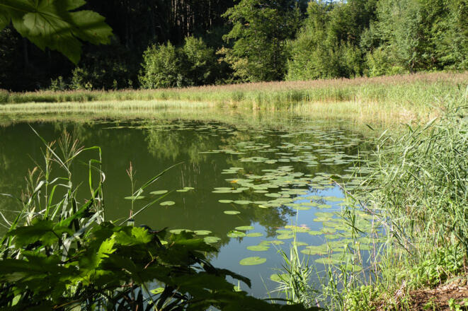 Seerosen am Filblingsee