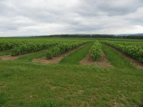 Johannisbeerfelder neben dem Weg