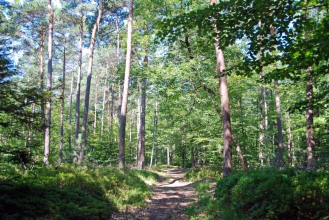Beim Aufstieg zur Lauseiche