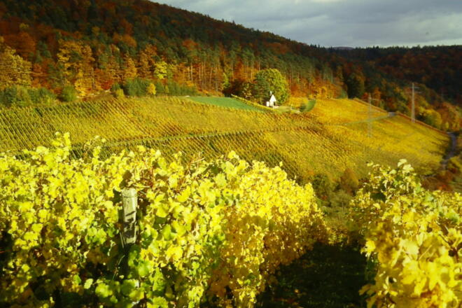Weinberge