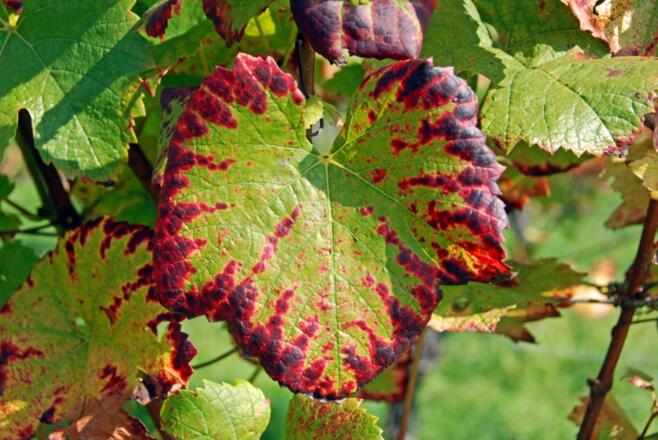 Herbstfarben im Weinberg