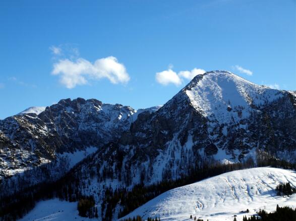 Scharfen und Braunedel beim Abstieg vom Sattel 1460m
