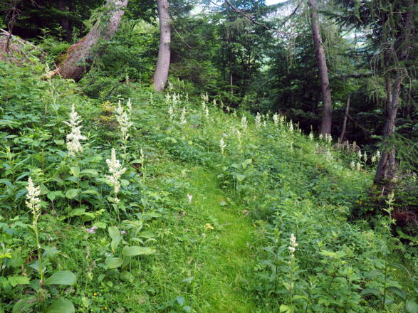 Im Schneidhofgraben ~1250m