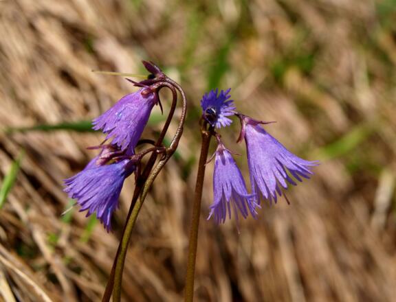 Alpensondanellen, die Frühblüher
