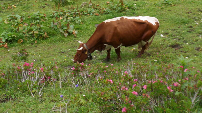 Kuh auf der Gsengalm