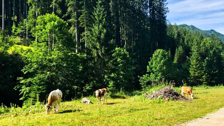 Weidevieh an der Tour