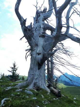 Baumskulptur