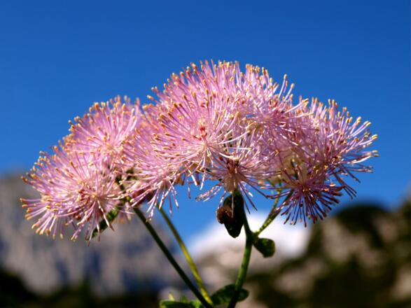 Wiesenraute Nähe Karalm