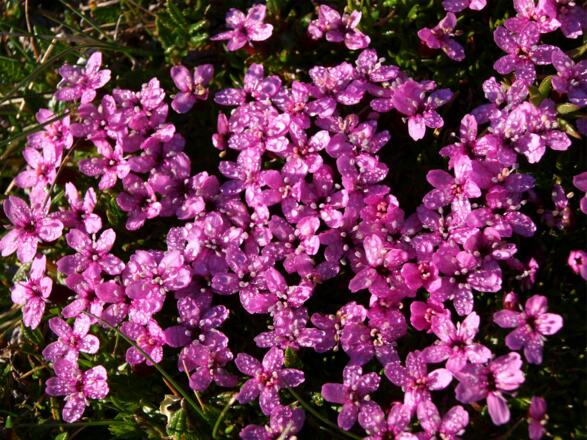 Leimkraut am Gratkamm des Hochbretts