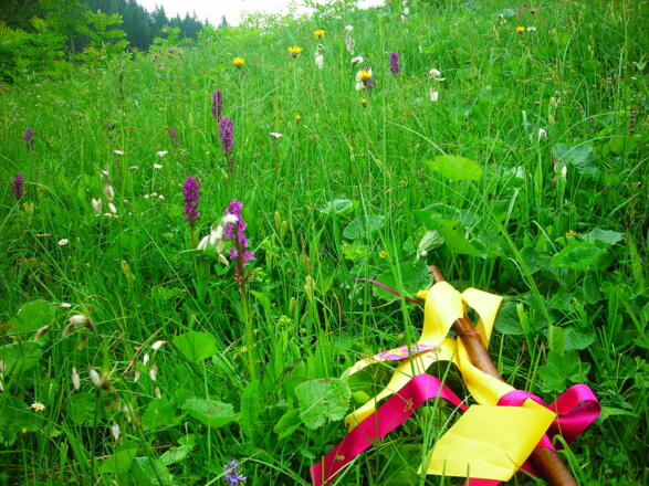 Sommerwiese bei Abtenau