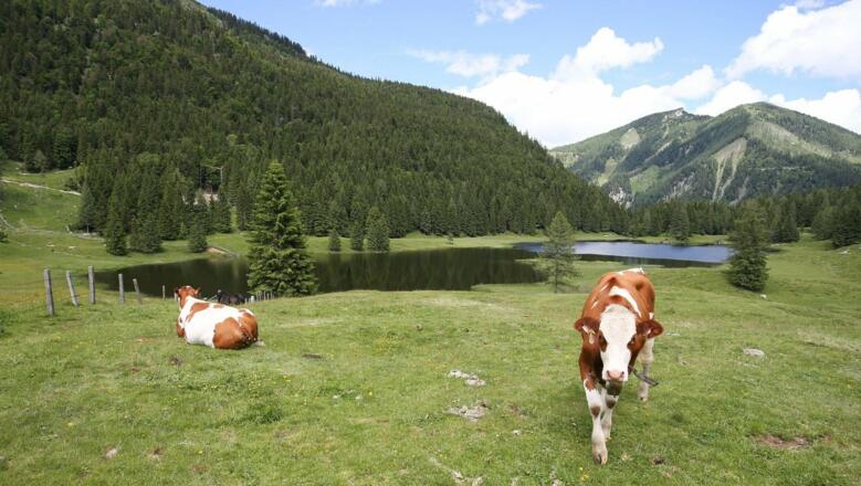 Seewaldsee St.Koloman