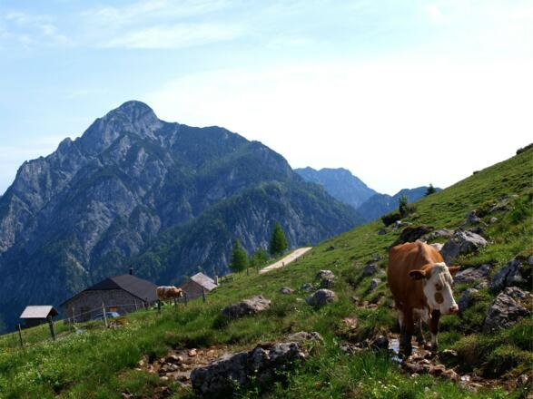 Wieder im Almgebiet 1211 m