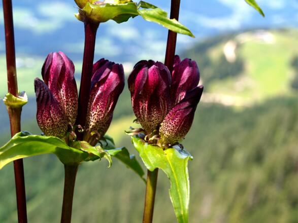 Pannonischer Enzian um 1600m
