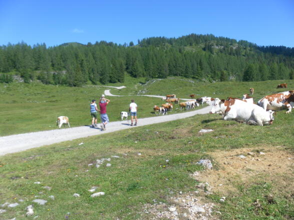 Almweg zur Pitscherbergalm