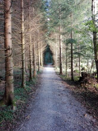 idyllischer Wanderweg durch den Wimmwald