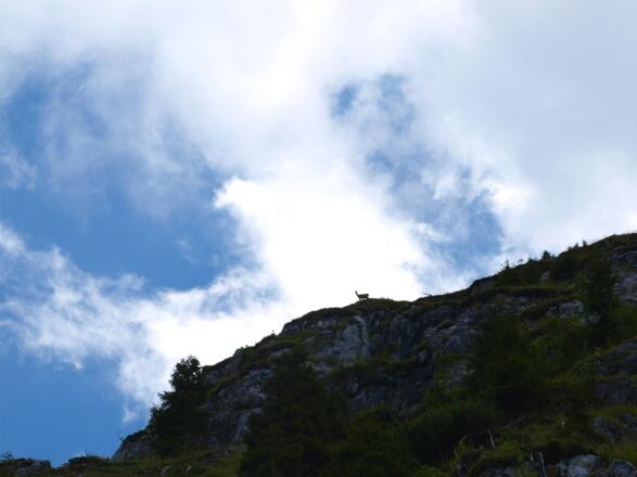 Gams am Donnerkogelgrat