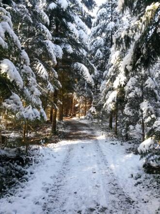 Wanderung durch den Wald Abtenaus