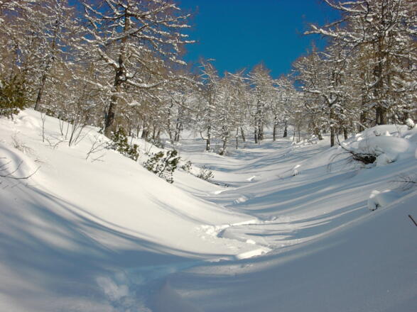 Im aufgelockerten Waldgelände des 500 Höhenmeter langen Hanges
