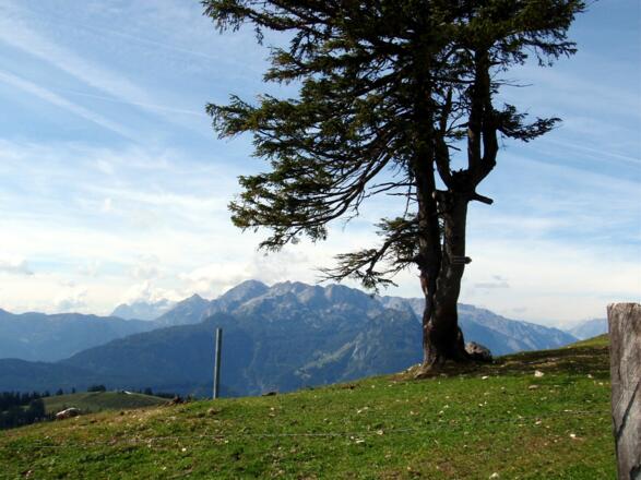 Lärche auf der Zwieselalm um 1550m