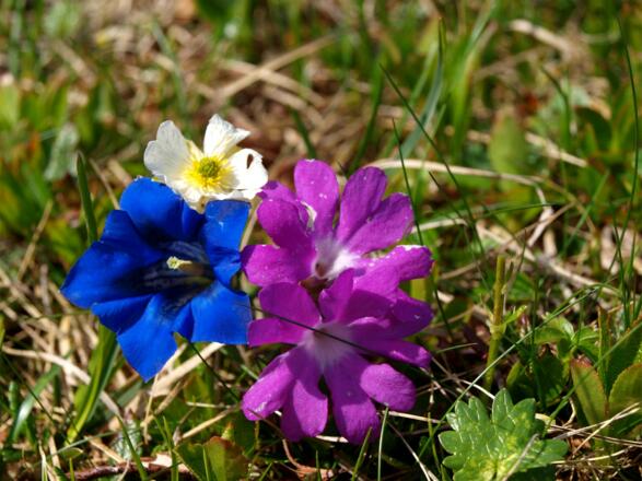Bunte Blumenvielfalt