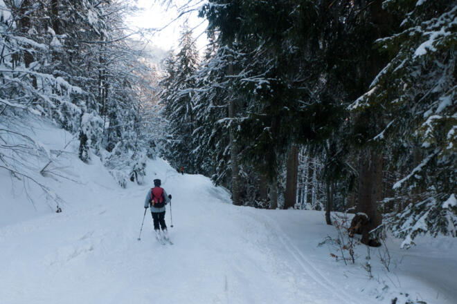 Über die Forststraße zurück zum Parkplatz
