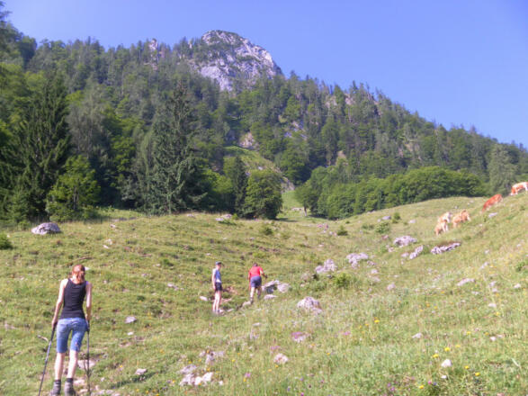 Almwiesen unter Sparber