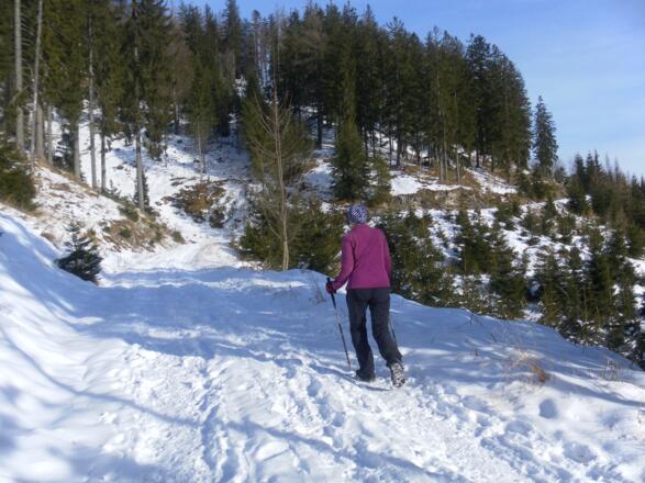 Forstweg zum Höllkarsattel