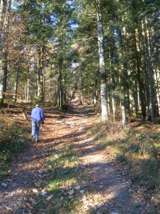 Waldweg zur Sattelalm