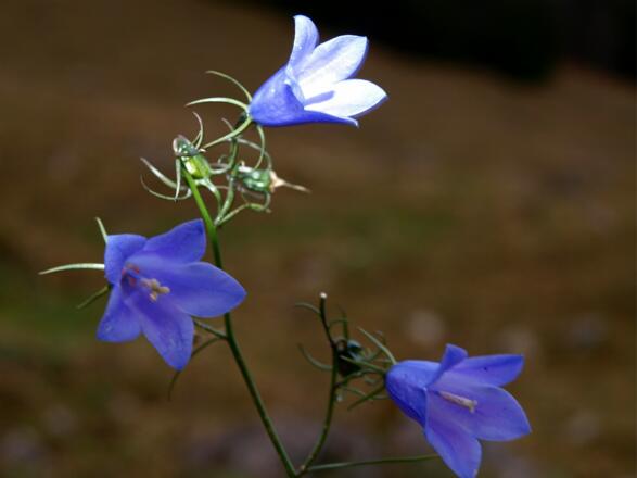 Letzte Glockenblumen bei der Sonntagkaralm 1140m