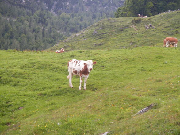 Kalb auf der Alm
