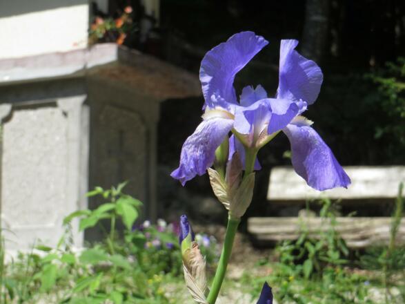Iris am Wegesrand