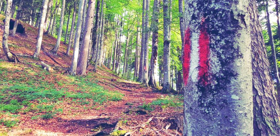 Aufstieg durch Birkenwald