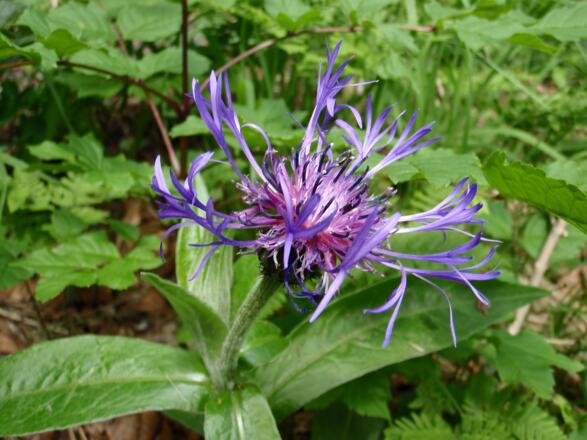 Berg-Flockenblume, wieder im Tal!